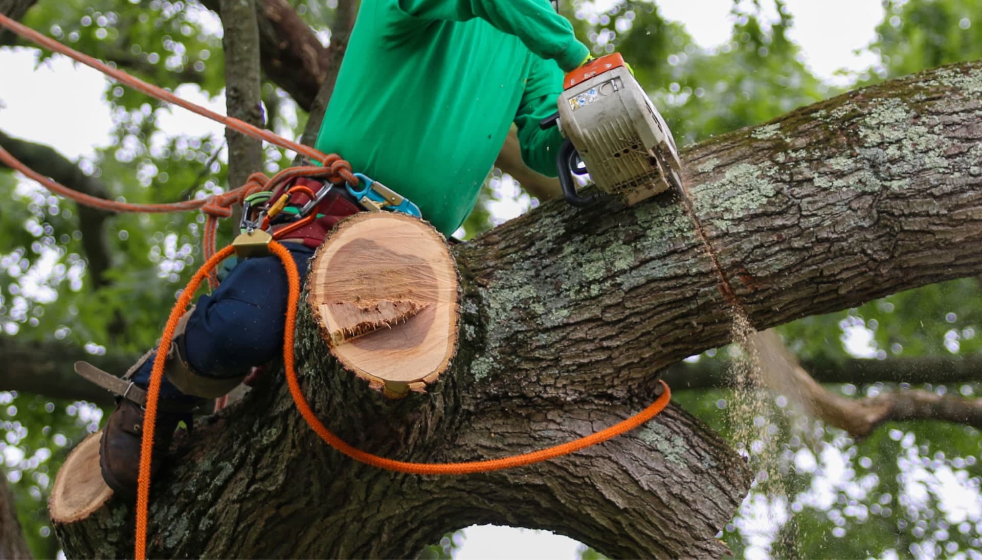Shed your worries away with best tree removal in Cleveland