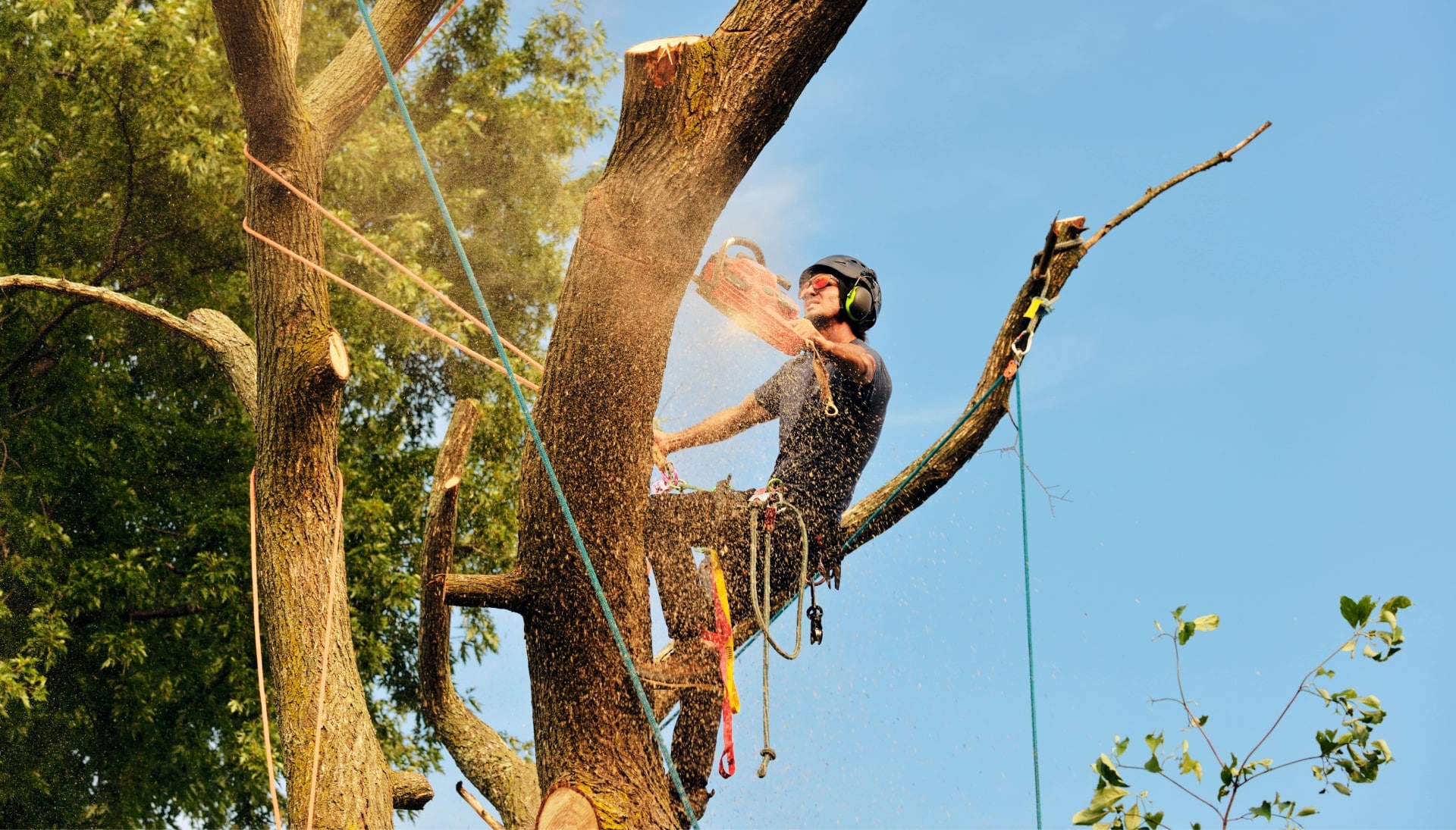Get rid of tree problems with the expert tree removal contractors in Cleveland