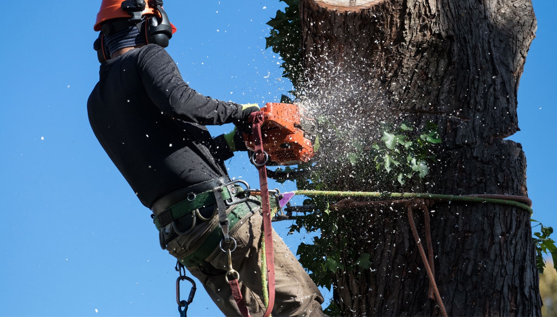 Professional Tree removal solutions in Cleveland