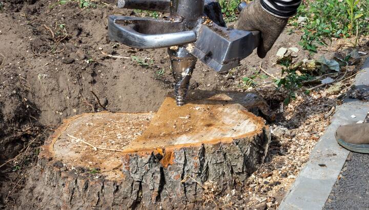 Cleveland Tree stump removal